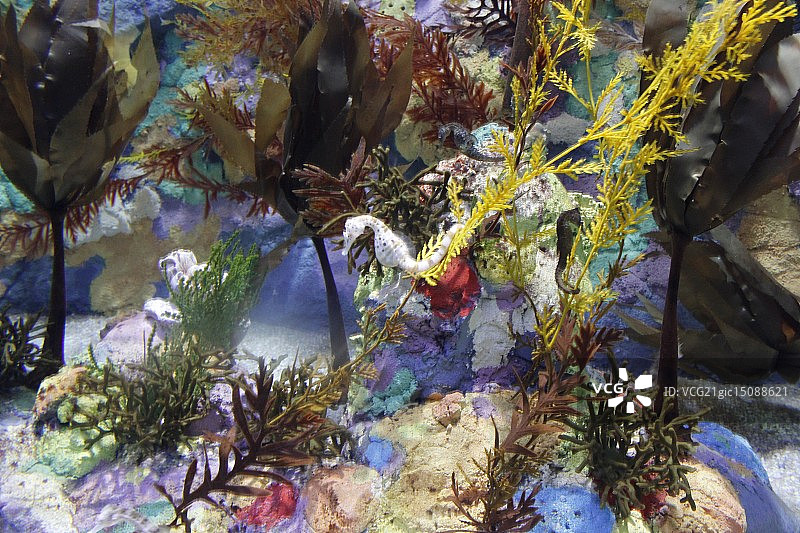 澳大利亚墨尔本水族馆图片素材