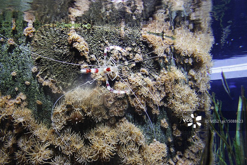 澳大利亚墨尔本水族馆图片素材