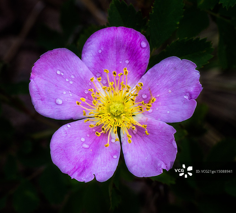 野玫瑰图片素材