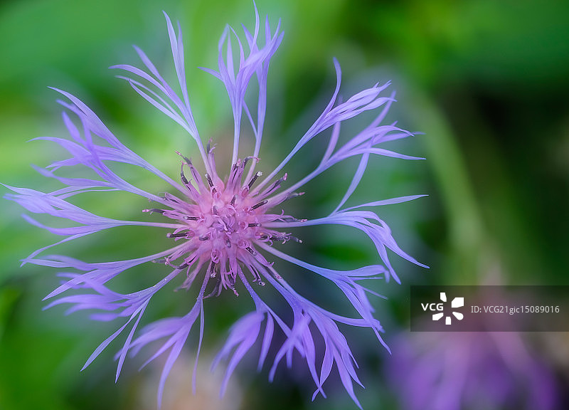 Centaurea Montana图片素材