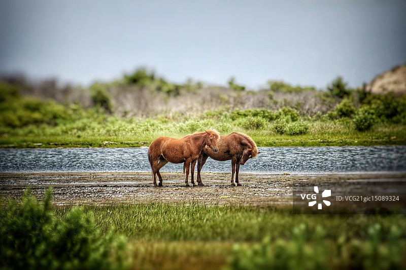 阿萨蒂格岛野马图片素材