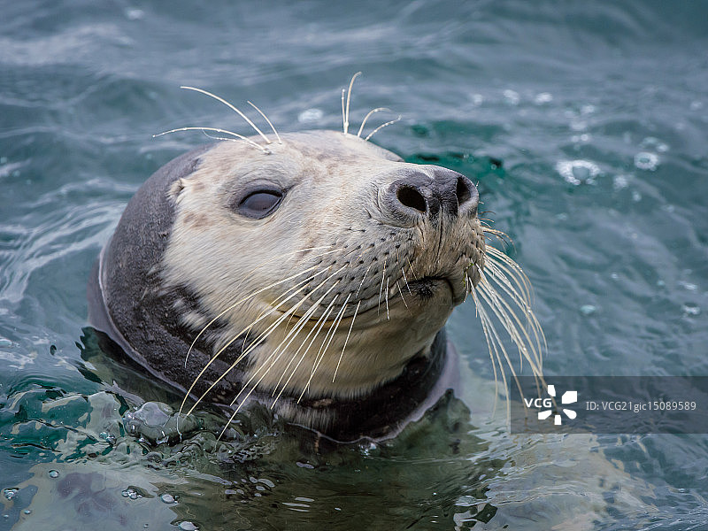 灰色海豹图片素材