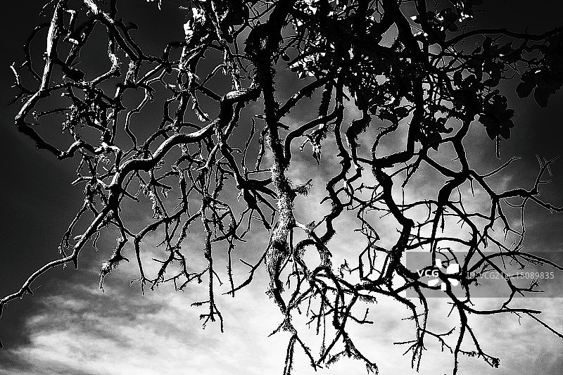 树姿优美的老龄马德龙树图片素材