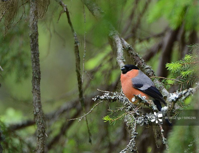 红腹灰雀图片素材
