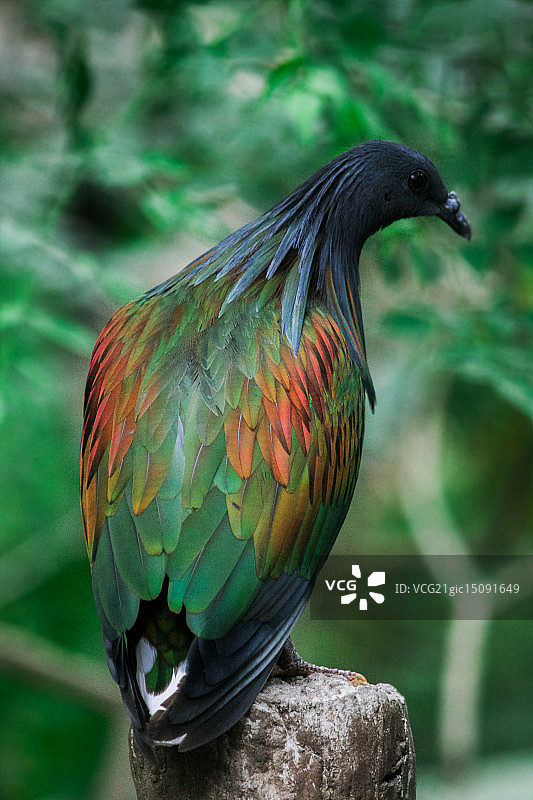 尼科巴鸠图片素材