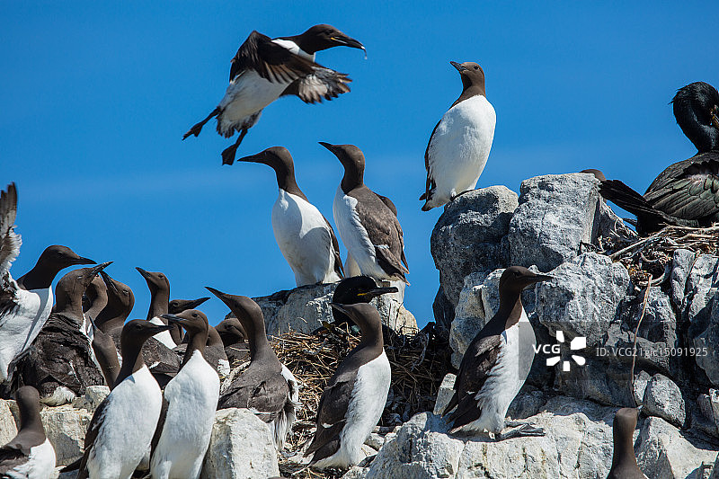 自由飞翔的海鸠图片素材