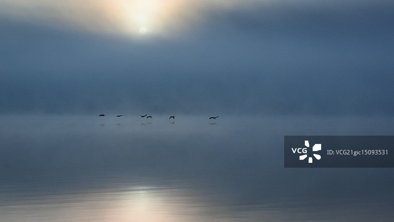 蓝色薄雾中的鹅群图片素材
