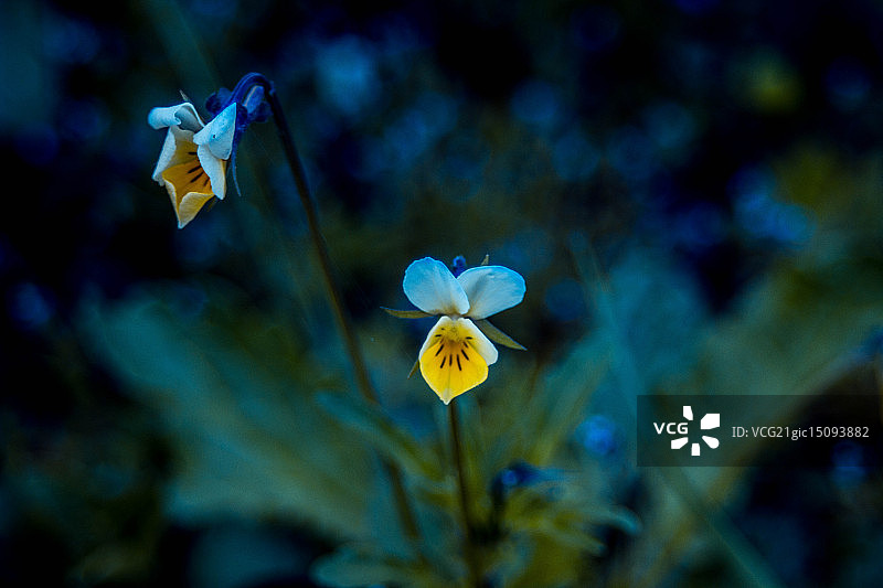 堇型花图片素材