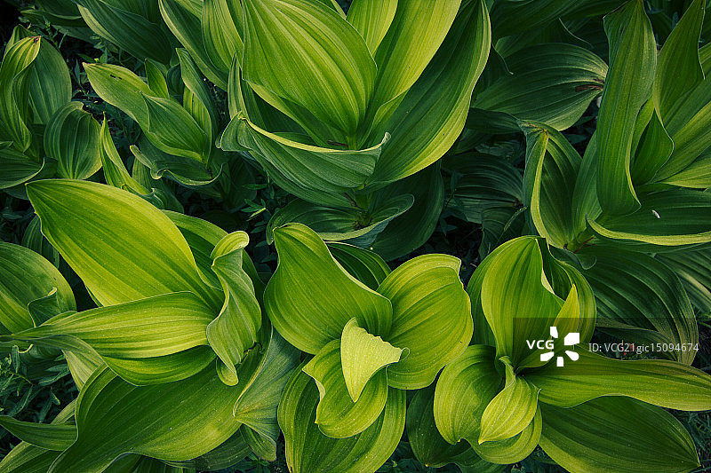 加州玉米百合图片素材