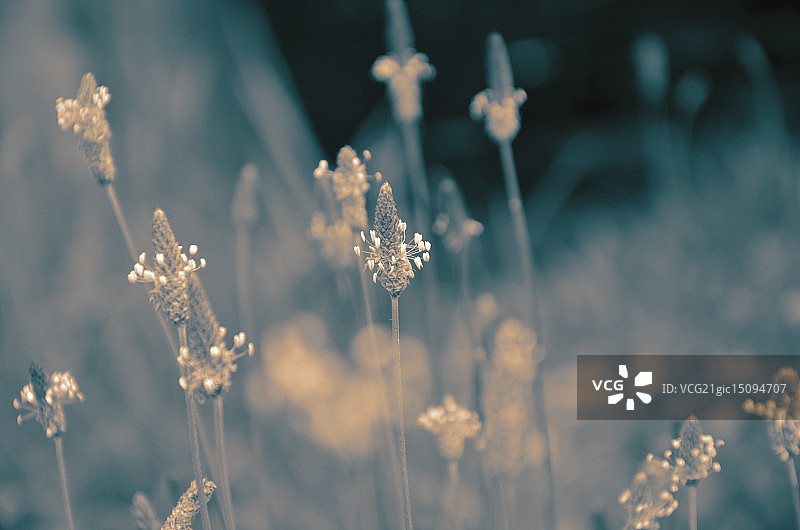 俄罗斯奥特拉德纳亚图片素材