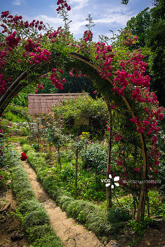 巴统植物园里的玫瑰花图片素材