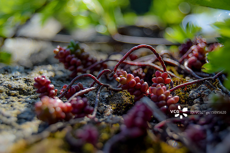 奇异植物果实图片素材