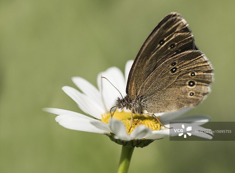 褐眼蝶图片素材
