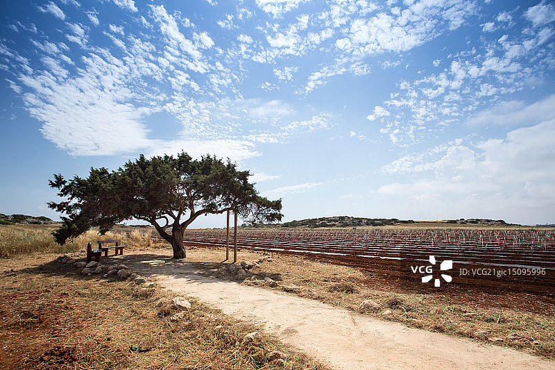 塞浦路斯的许愿树图片素材