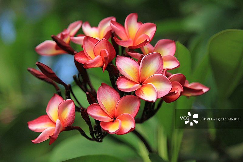 鸡蛋花花束图片素材