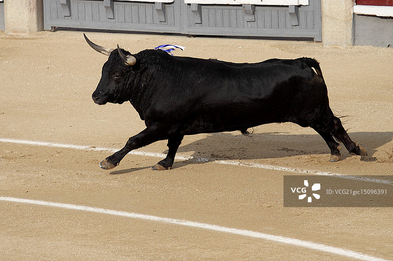 西班牙公牛图片素材