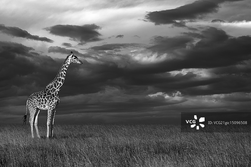 马赛长颈鹿 II图片素材