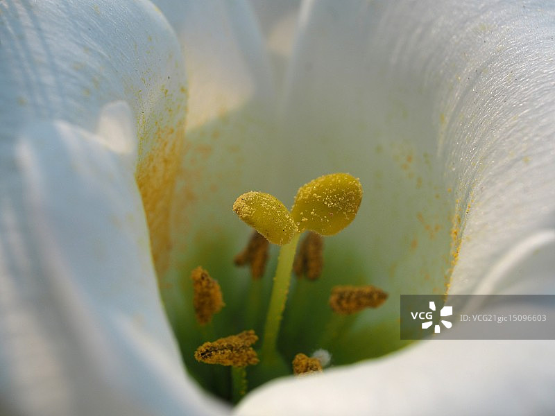 植物雌蕊图片素材