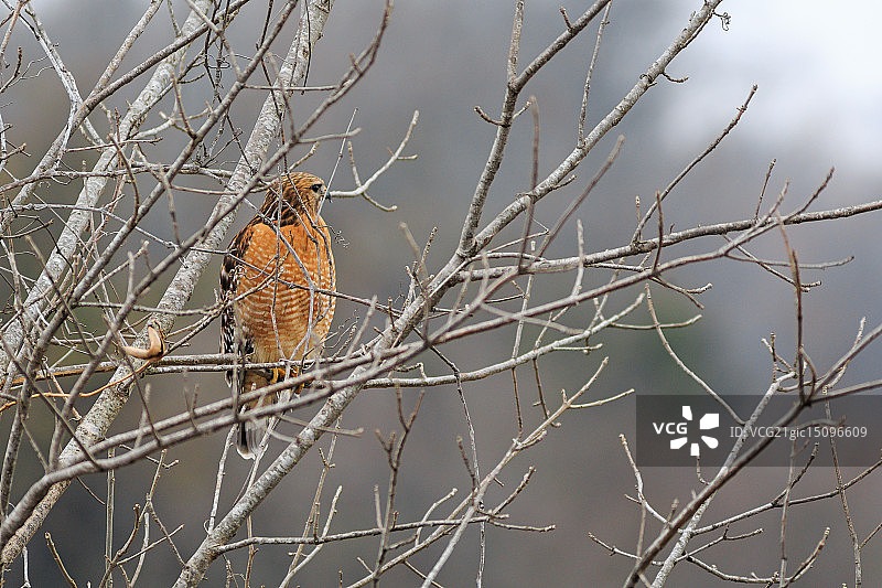 红肩鹰图片素材