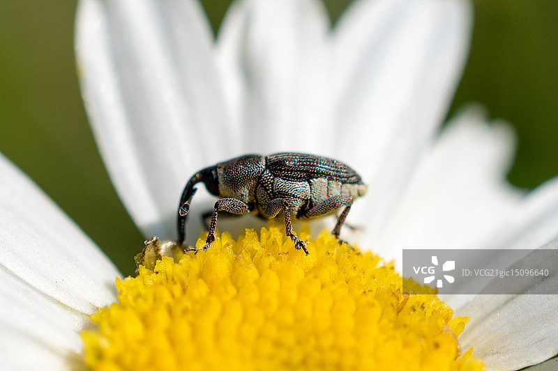 日出象鼻虫图片素材