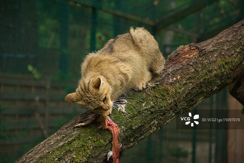 用餐中的野猫图片素材