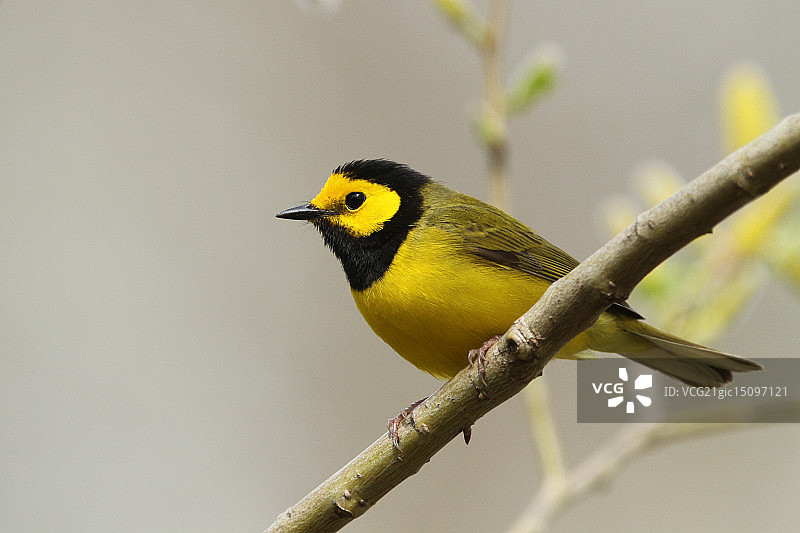 带帽莺图片素材