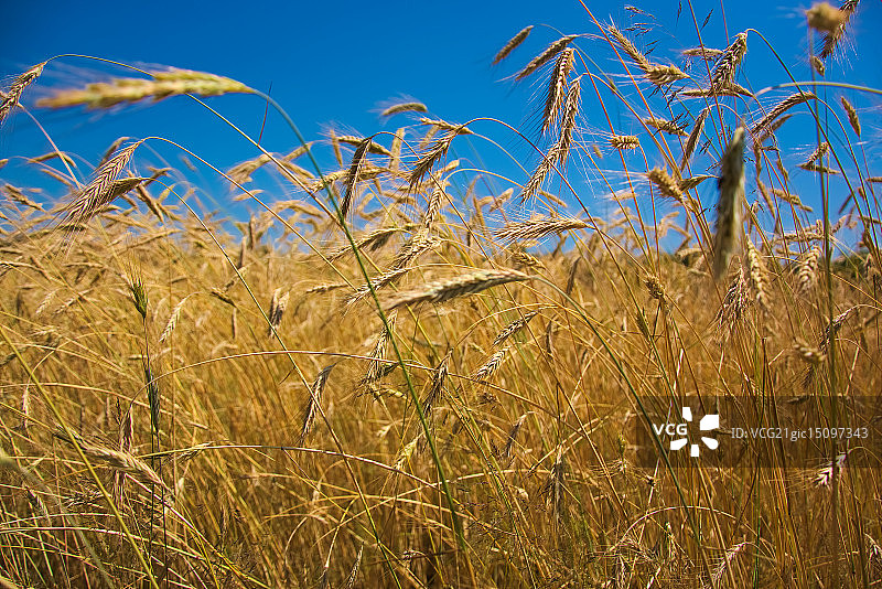 黑麦田图片素材