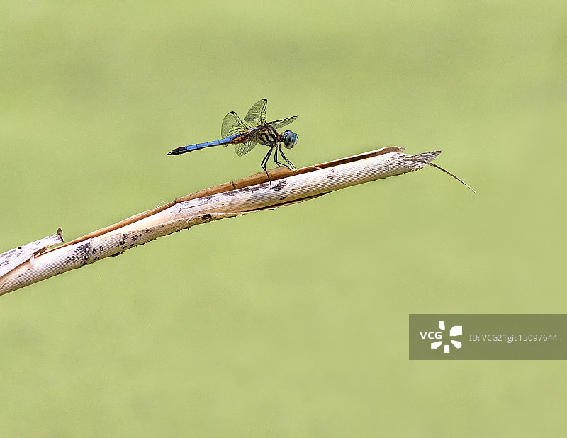 蓝色冲刺图片素材