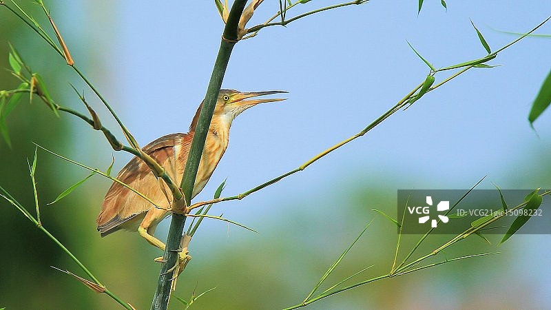 棕颈鹭（初飞）图片素材