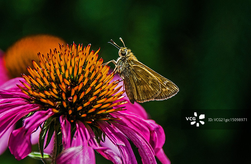 停留在紫锥花上的弄蝶图片素材
