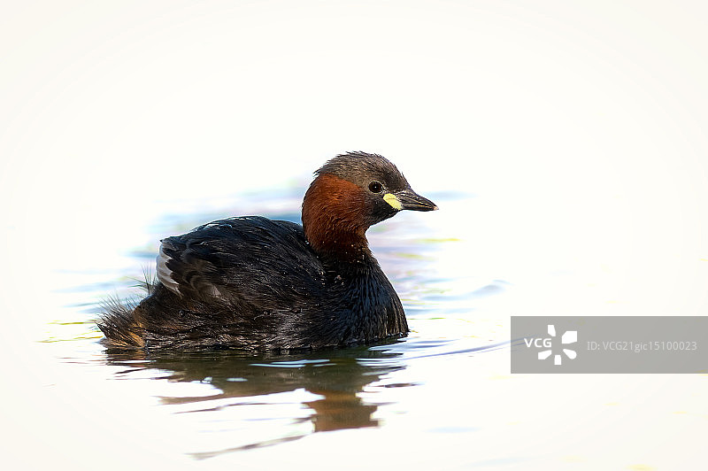 小鸊鷉图片素材