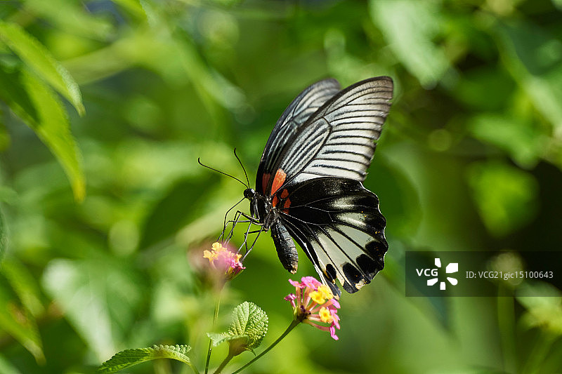 伟大的摩尔门教徒图片素材