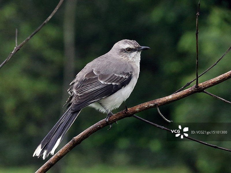 杀死一只知更鸟图片素材