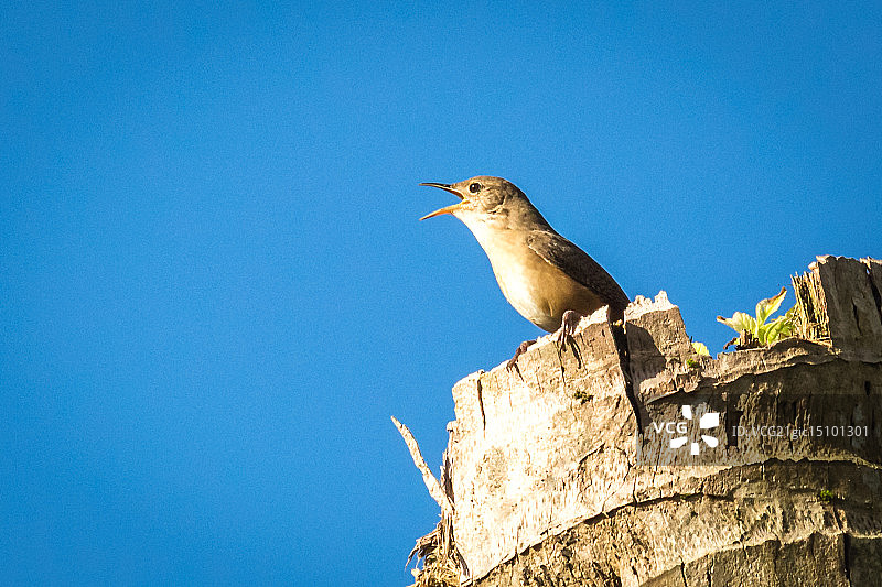 倾情演唱图片素材