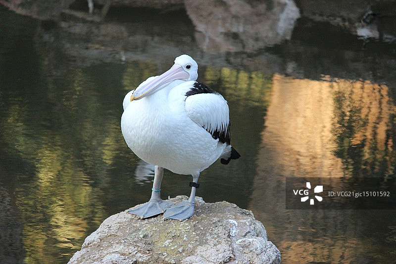 墨尔本动物园的鸟类图片素材