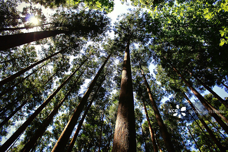 仰望树冠图片素材