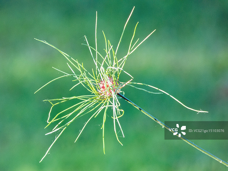 野生洋葱图片素材
