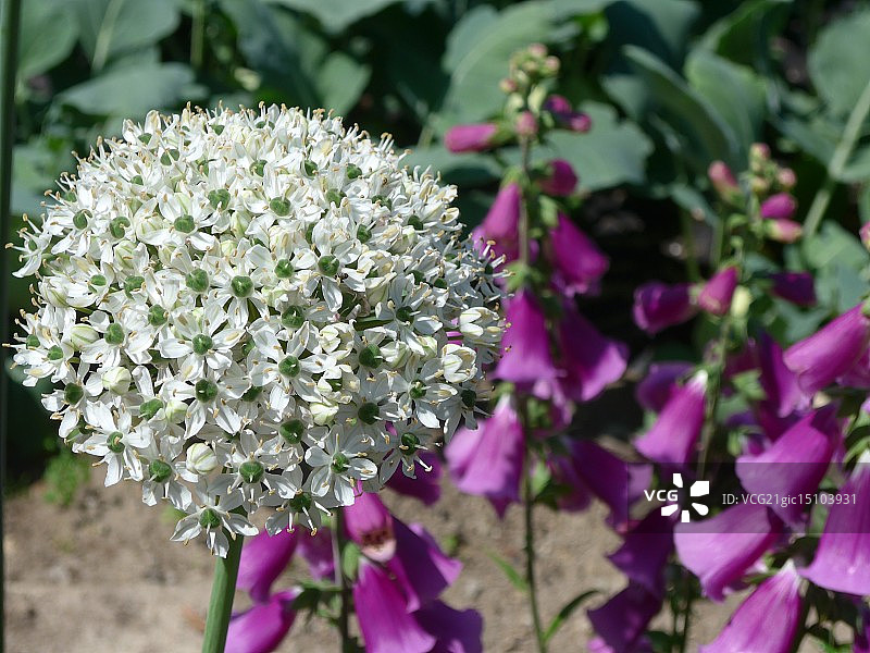 圣特鲁特佩特修道院花园图片素材