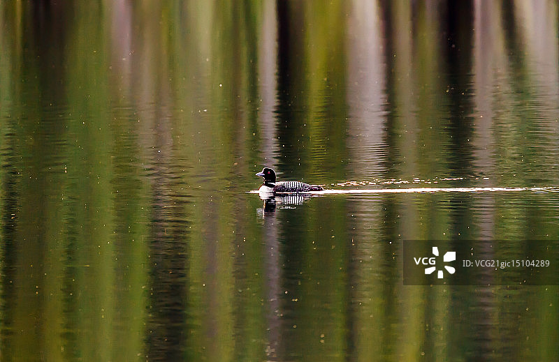 加拿大不列颠哥伦比亚省的潜鸟图片素材