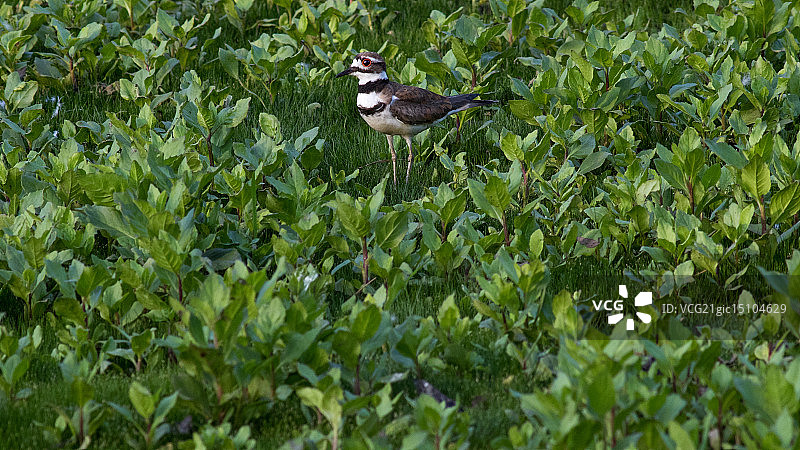 小水鸟图片素材