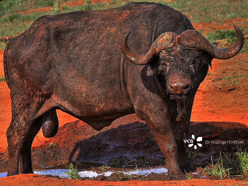 地狱水牛图片素材