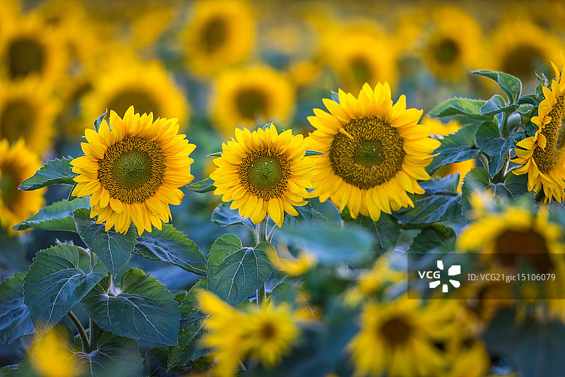 加州迪克逊的向日葵田图片素材