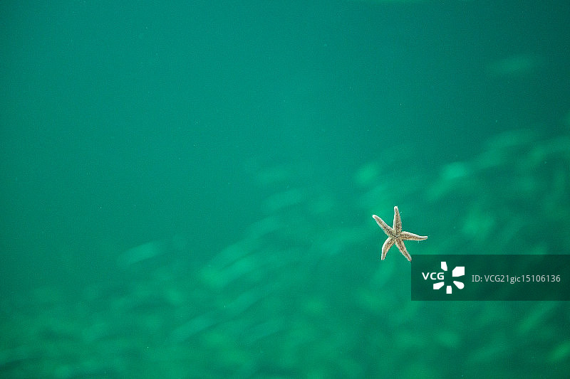 从下方看水族馆里的海星图片素材
