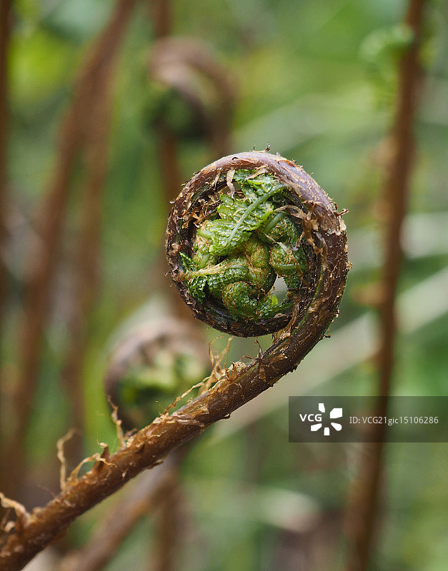 欧洲蕨螺旋图片素材