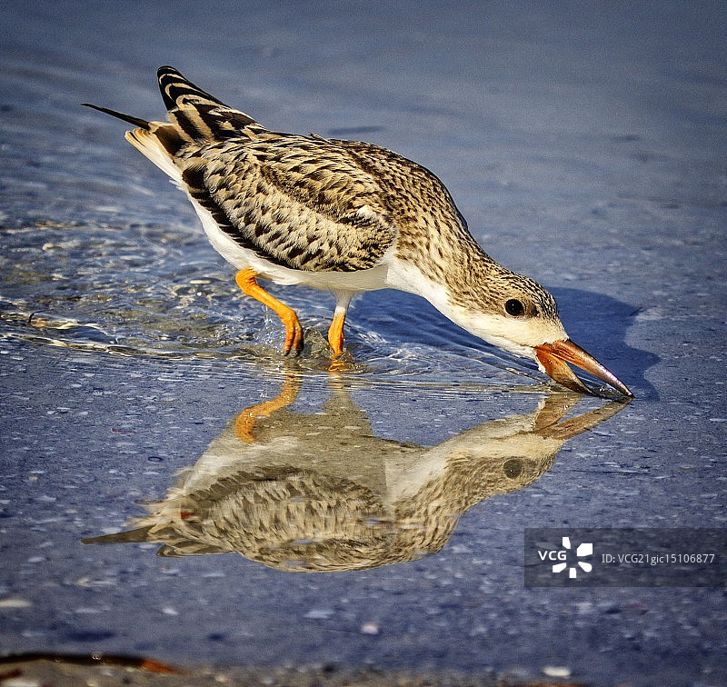 岸边的幼年黑剪嘴鸥图片素材