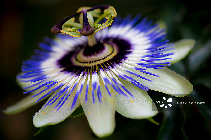 蓝花西番莲图片素材