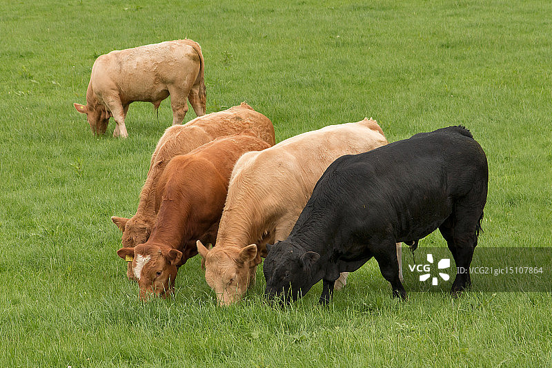吃草的公牛图片素材