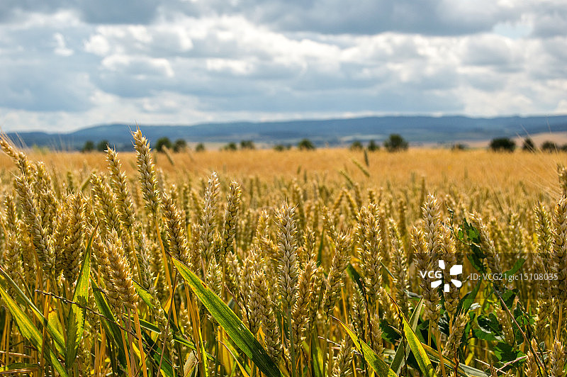 黑麦领域图片素材