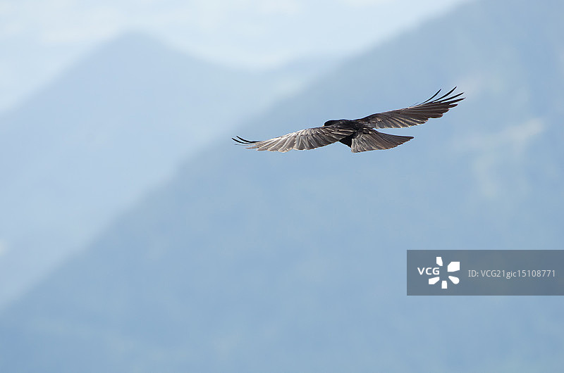 高山兀鸦图片素材
