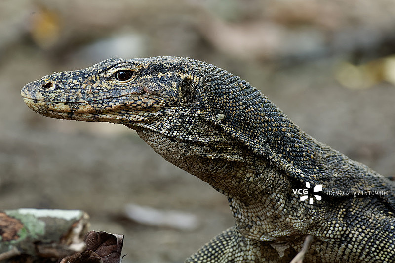 马来亚水巨蜥图片素材